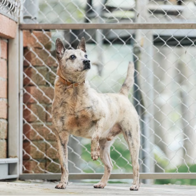 The dog, from the shelter's listing