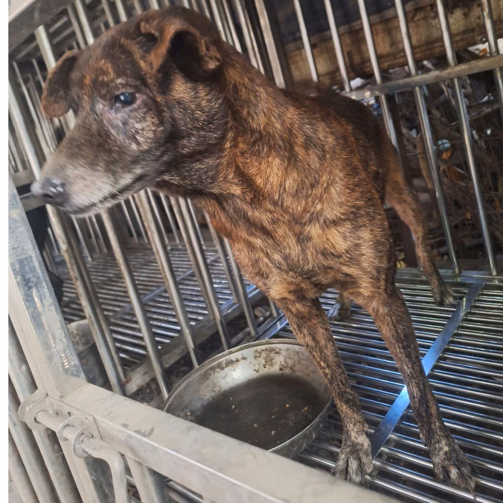 The dog, from the shelter's listing