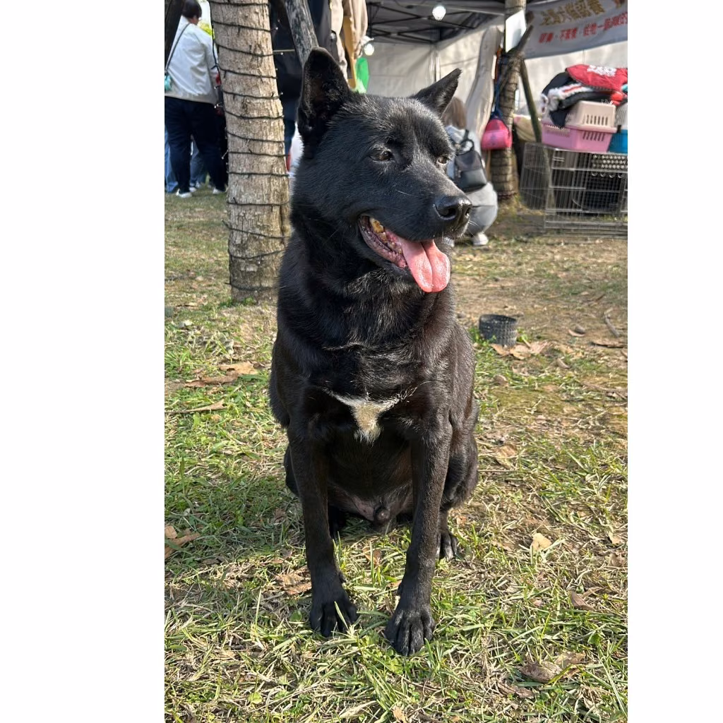 The dog, from the shelter's listing