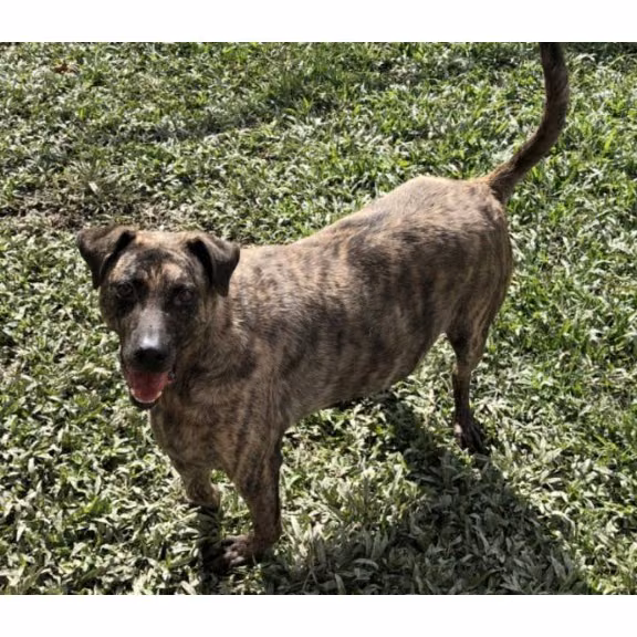 The dog, from the shelter's listing