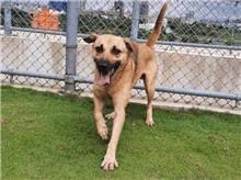 The dog, from the shelter's listing
