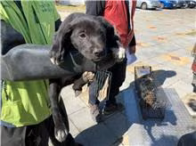 The dog, from the shelter's listing