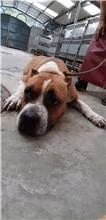 The dog, from the shelter's listing