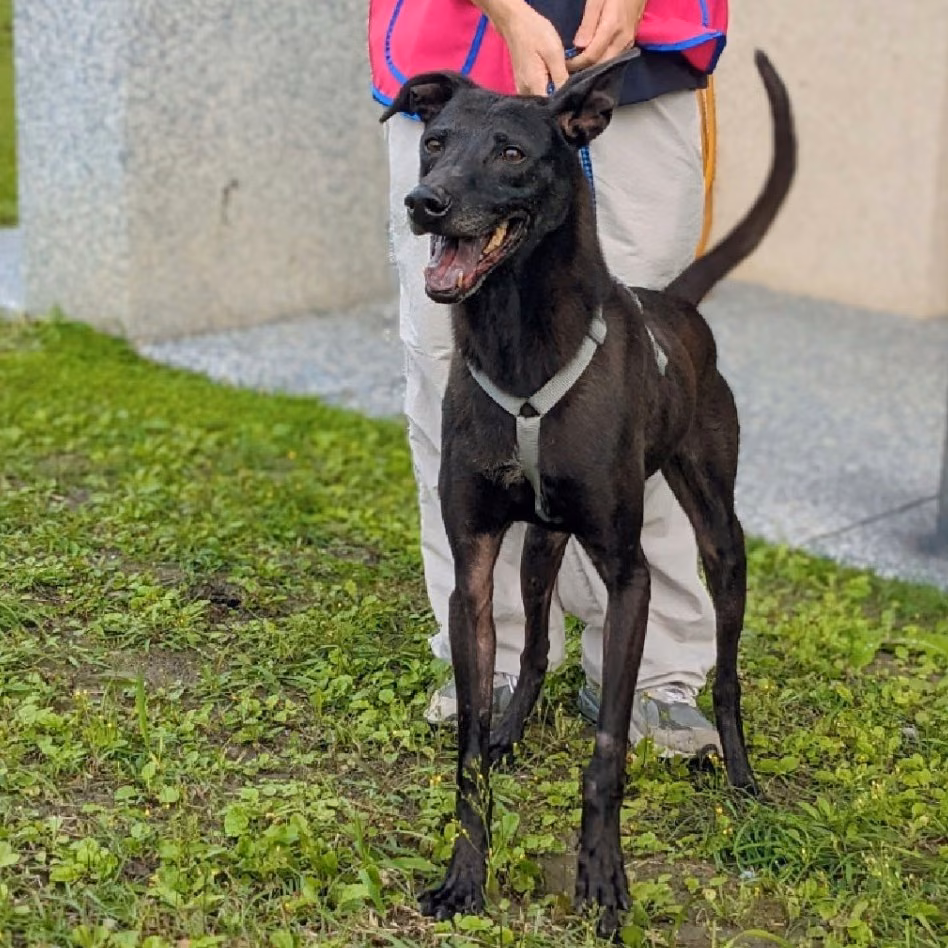 The dog, from the shelter's listing