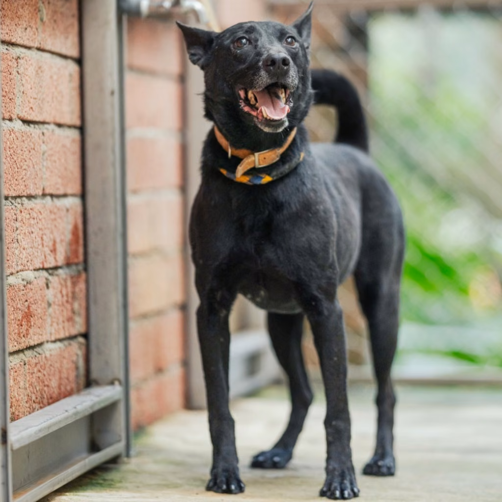 The dog, from the shelter's listing
