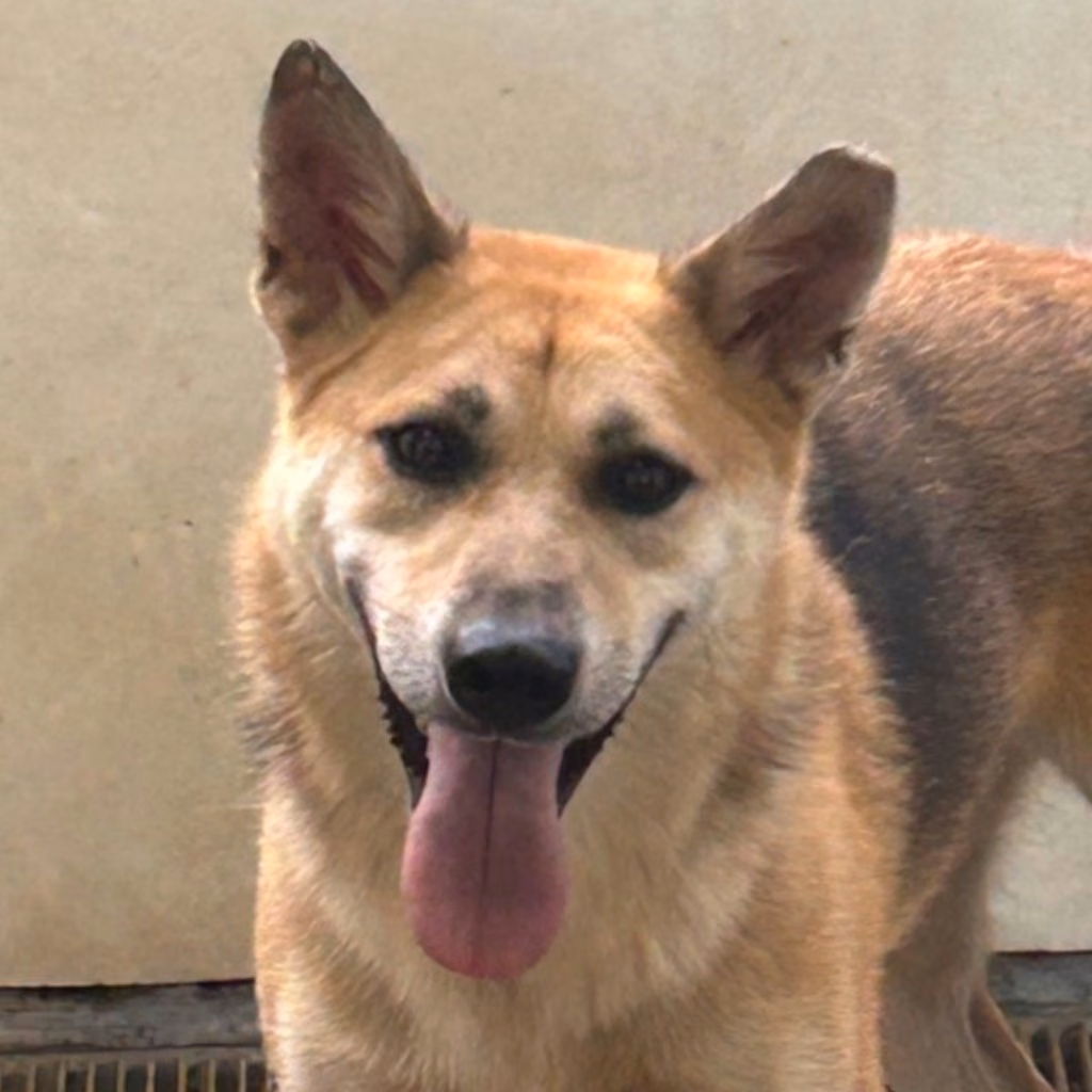 The dog, from the shelter's listing