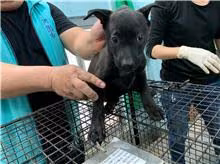 The dog, from the shelter's listing