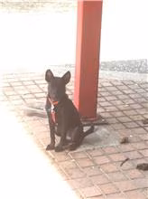 The dog, from the shelter's listing