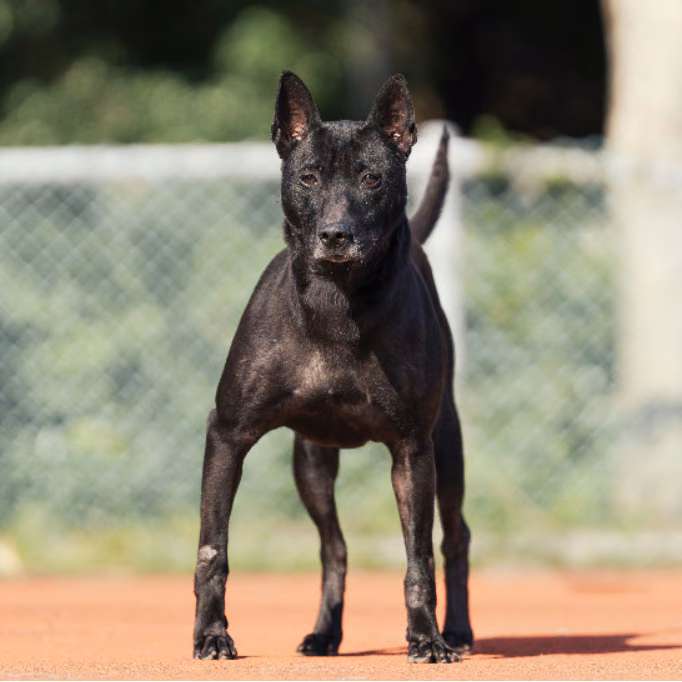 The dog, from the shelter's listing
