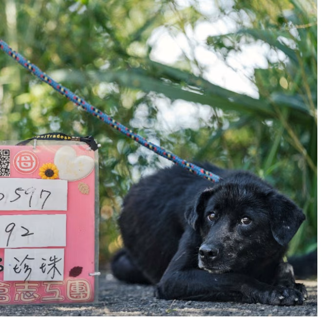 The dog, from the shelter's listing
