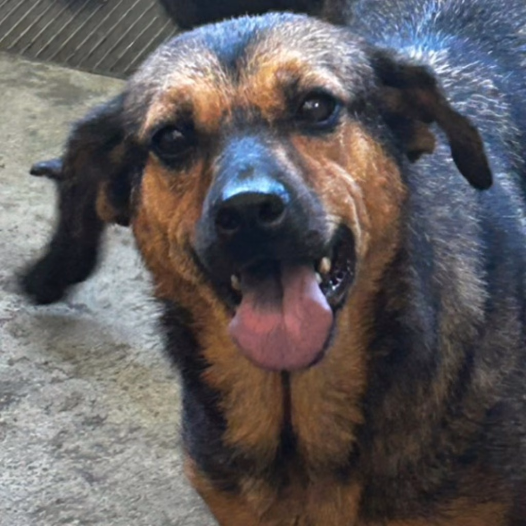 The dog, from the shelter's listing