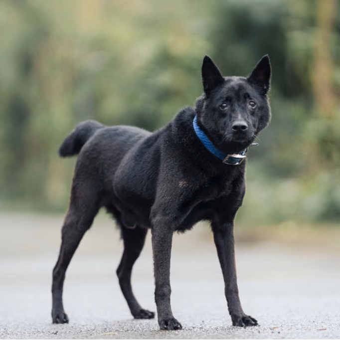 The dog, from the shelter's listing