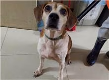 The dog, from the shelter's listing