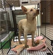 The dog, from the shelter's listing