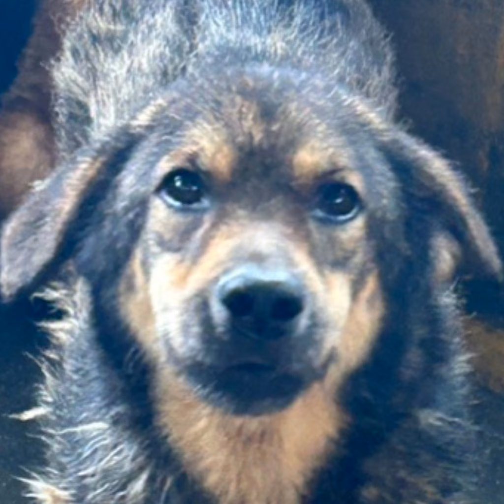 The dog, from the shelter's listing