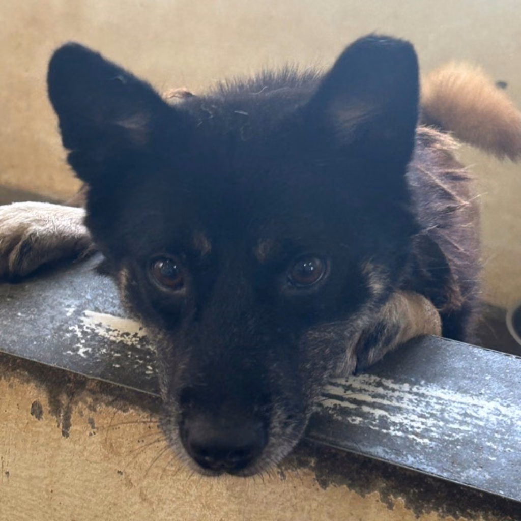 The dog, from the shelter's listing