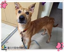 The dog, from the shelter's listing