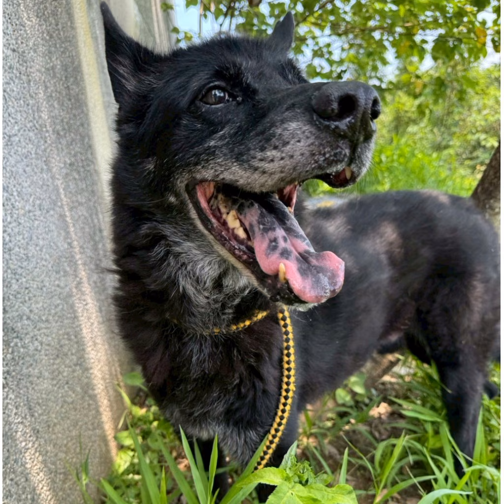 The dog, from the shelter's listing