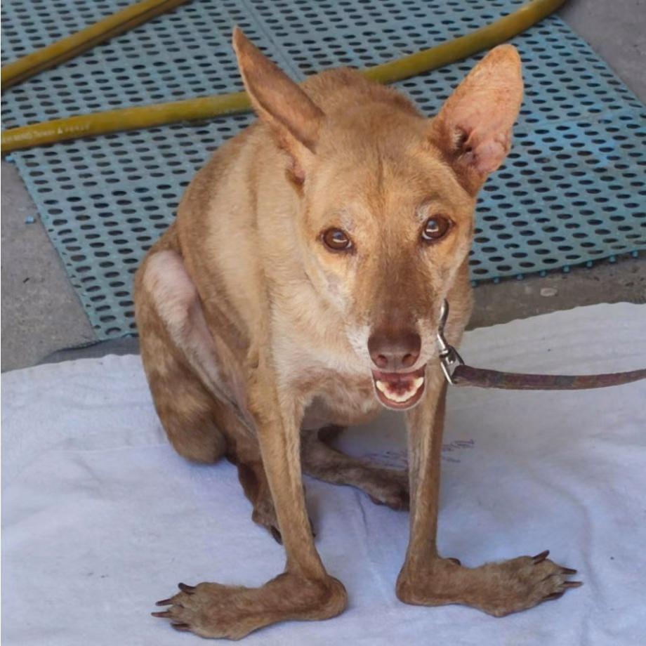 The dog, from the shelter's listing