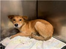 The dog, from the shelter's listing
