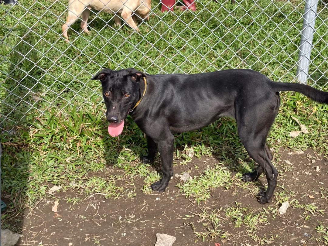 The dog, from the shelter's listing
