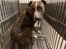 The dog, from the shelter's listing
