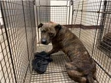 The dog, from the shelter's listing