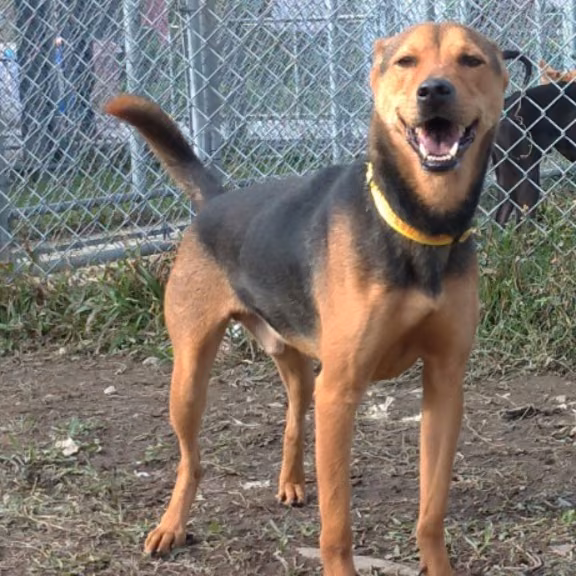 The dog, from the shelter's listing