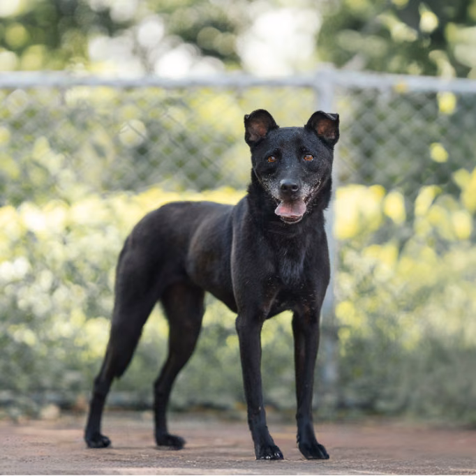 The dog, from the shelter's listing