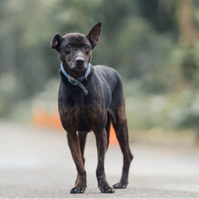The dog, from the shelter's listing