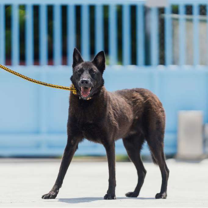 The dog, from the shelter's listing