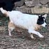 The dog, from the shelter's listing