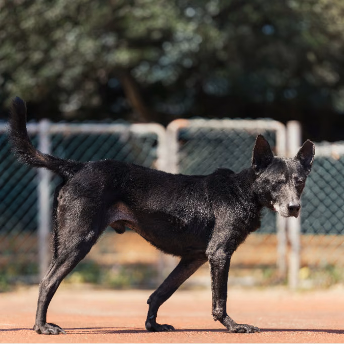 The dog, from the shelter's listing