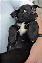 The dog, from the shelter's listing