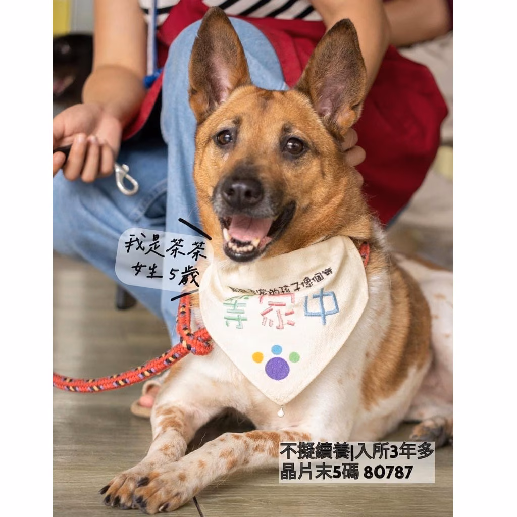 The dog, from the shelter's listing