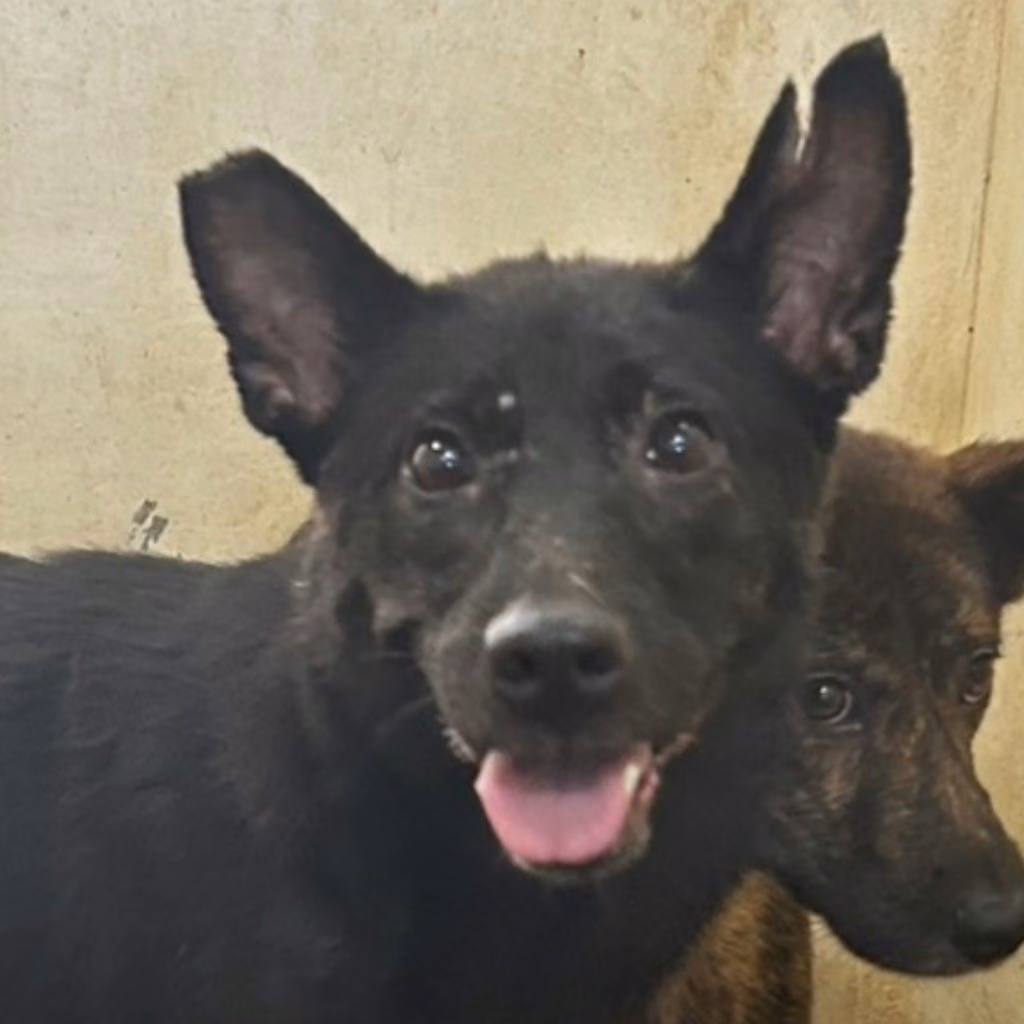 The dog, from the shelter's listing