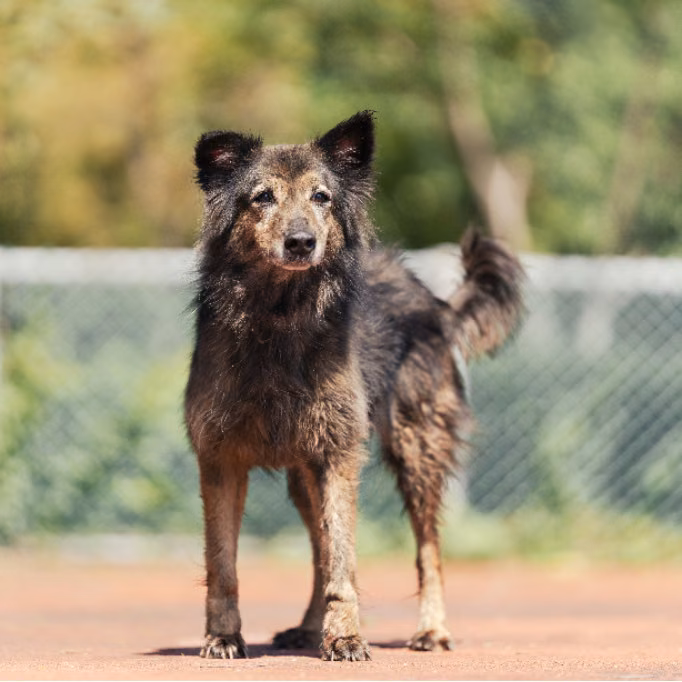 The dog, from the shelter's listing