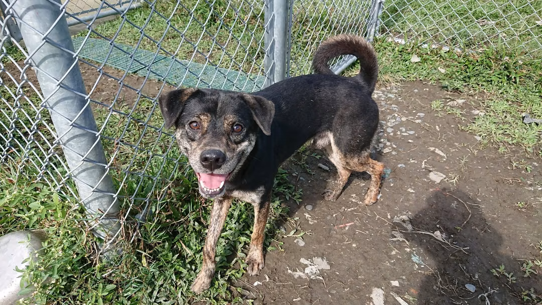 The dog, from the shelter's listing