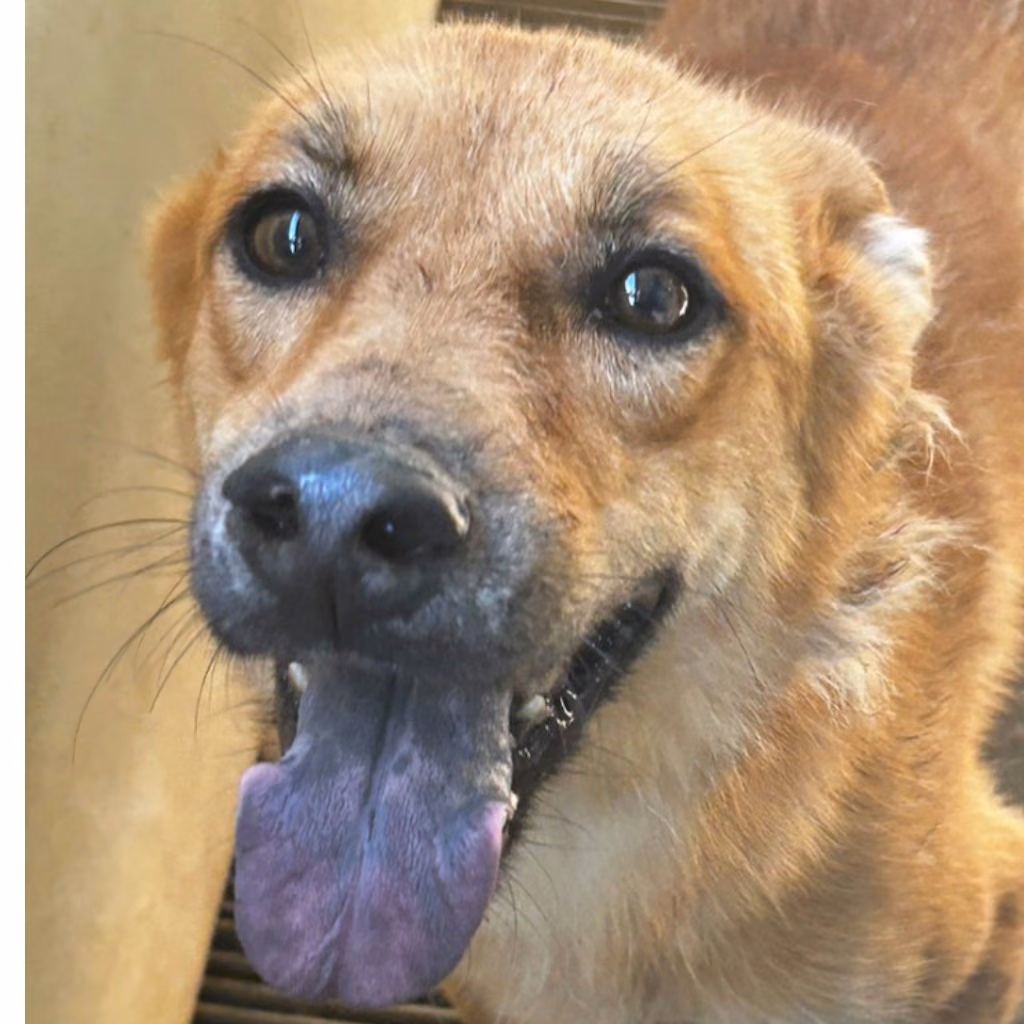 The dog, from the shelter's listing