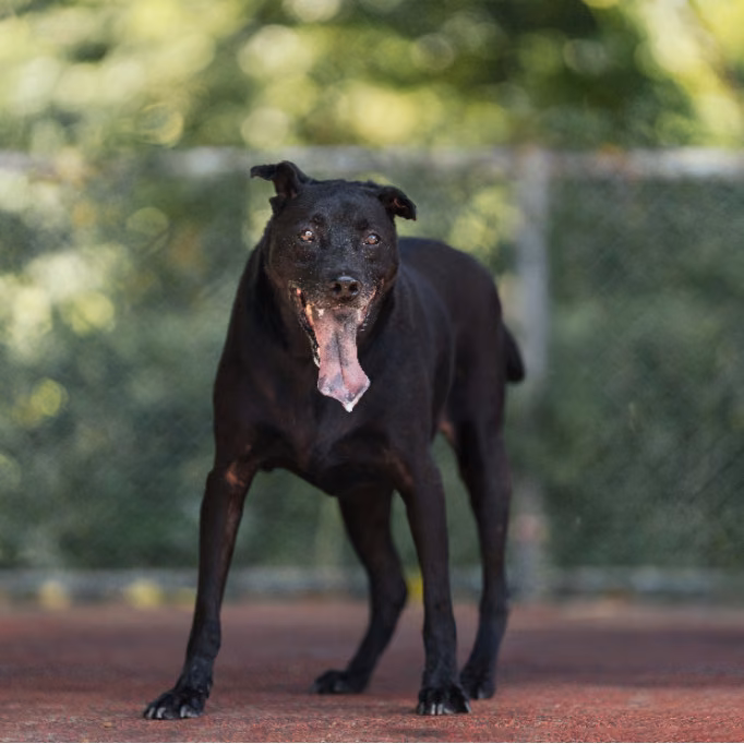 The dog, from the shelter's listing