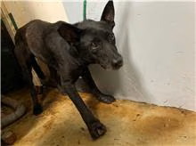 The dog, from the shelter's listing
