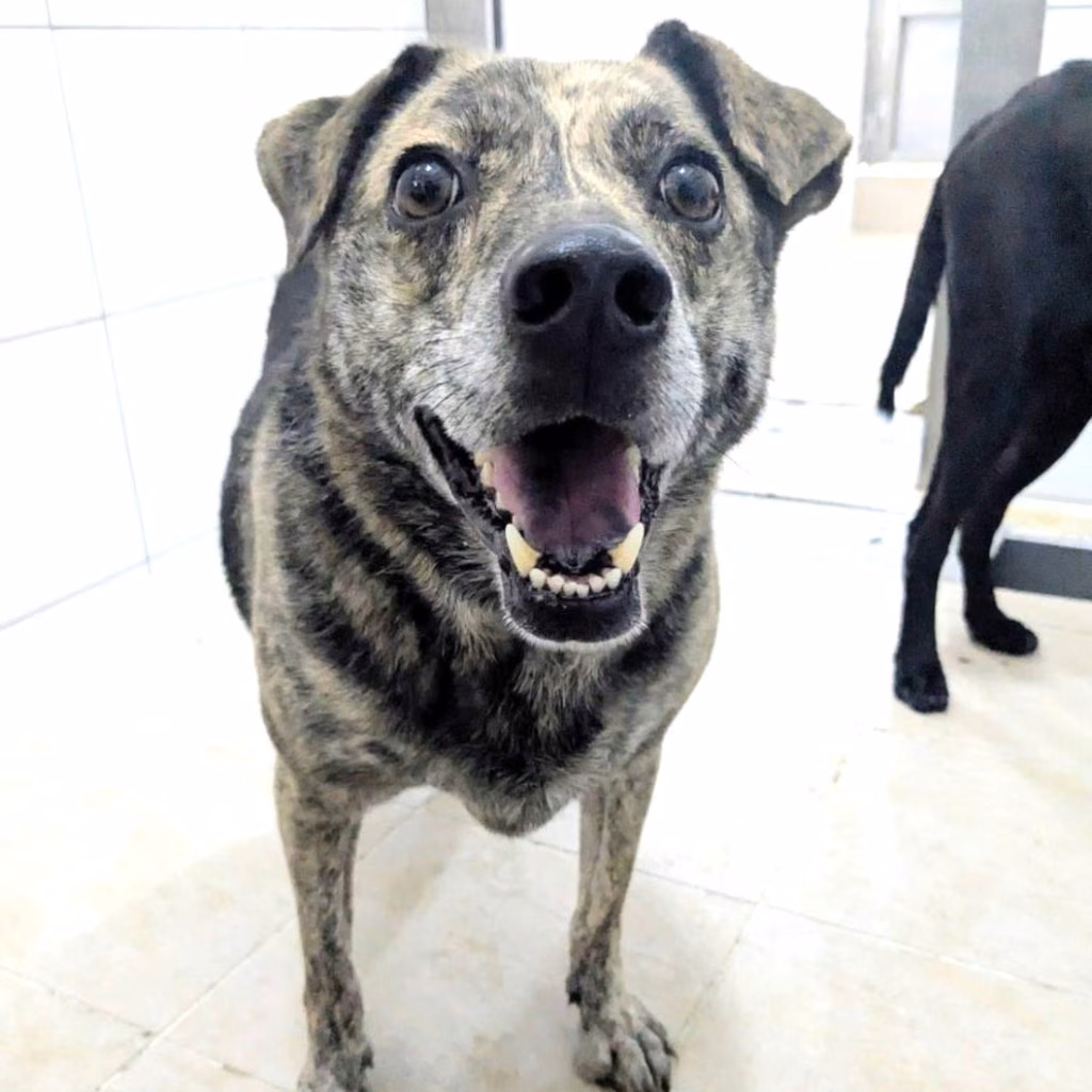 The dog, from the shelter's listing