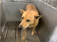 The dog, from the shelter's listing