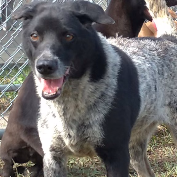 The dog, from the shelter's listing