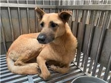 The dog, from the shelter's listing