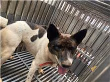 The dog, from the shelter's listing