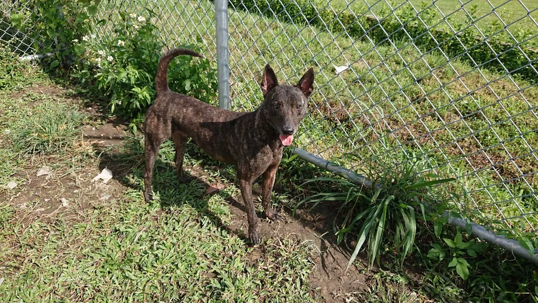 The dog, from the shelter's listing
