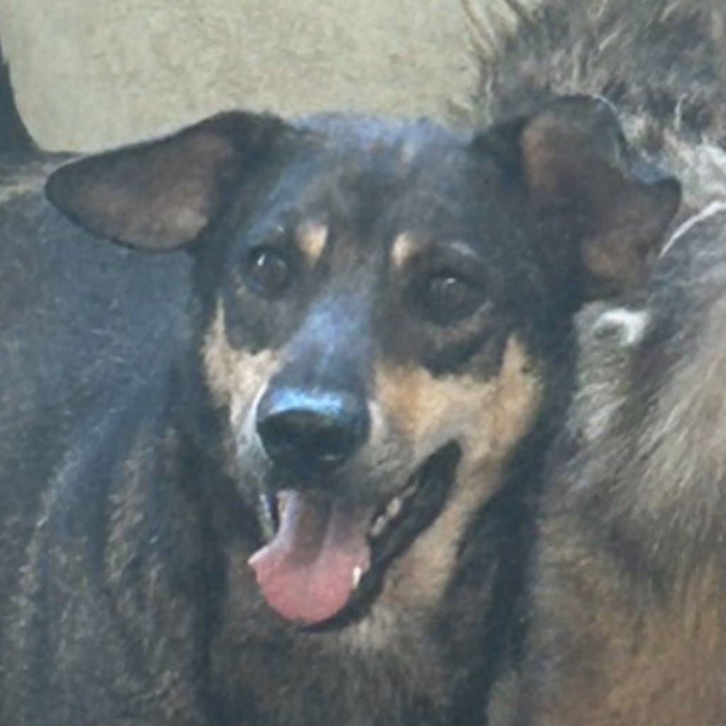 The dog, from the shelter's listing