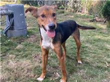 The dog, from the shelter's listing