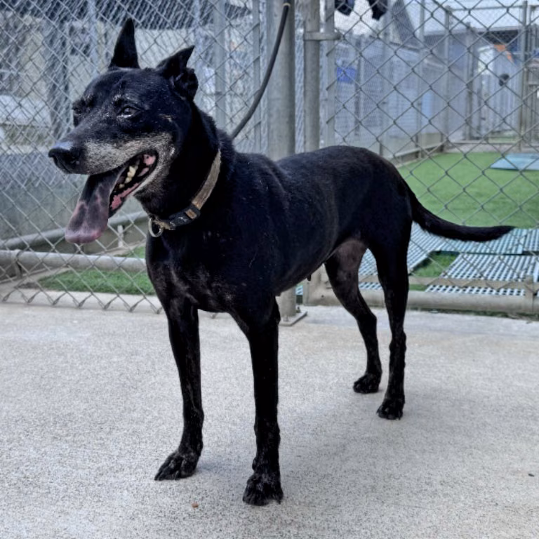 The dog, from the shelter's listing